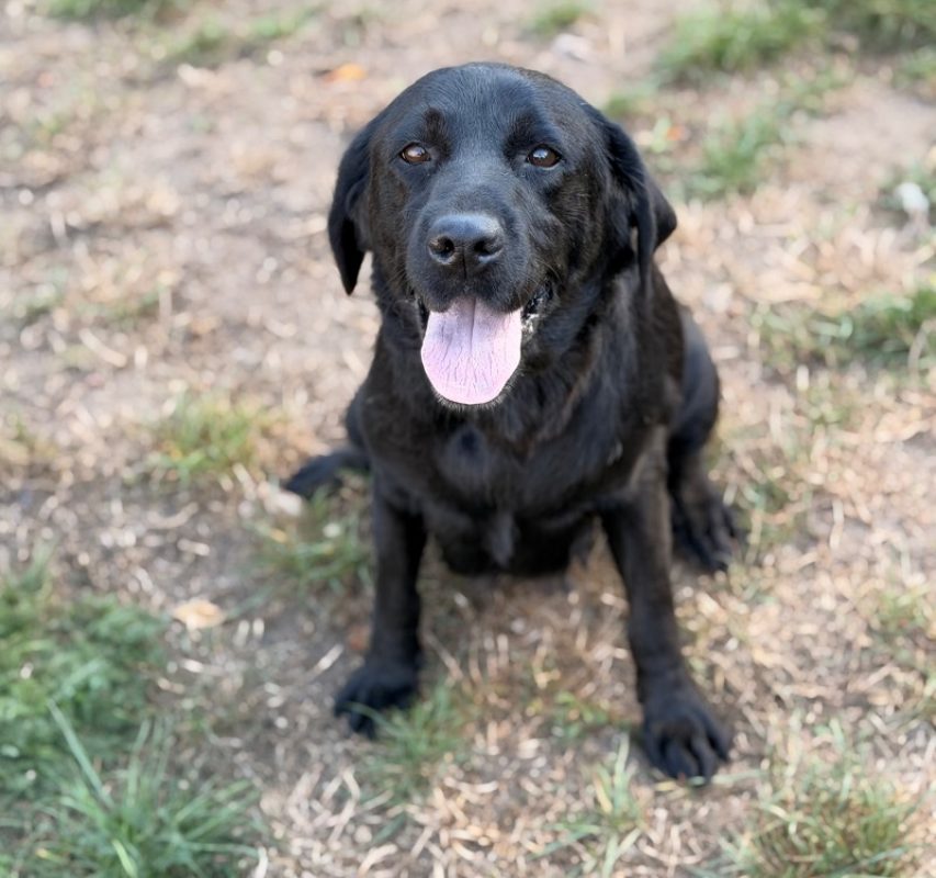 Ruby - Chien à adopter