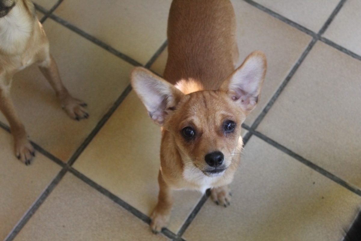 Baby - Chien Ratier pragois à adopter