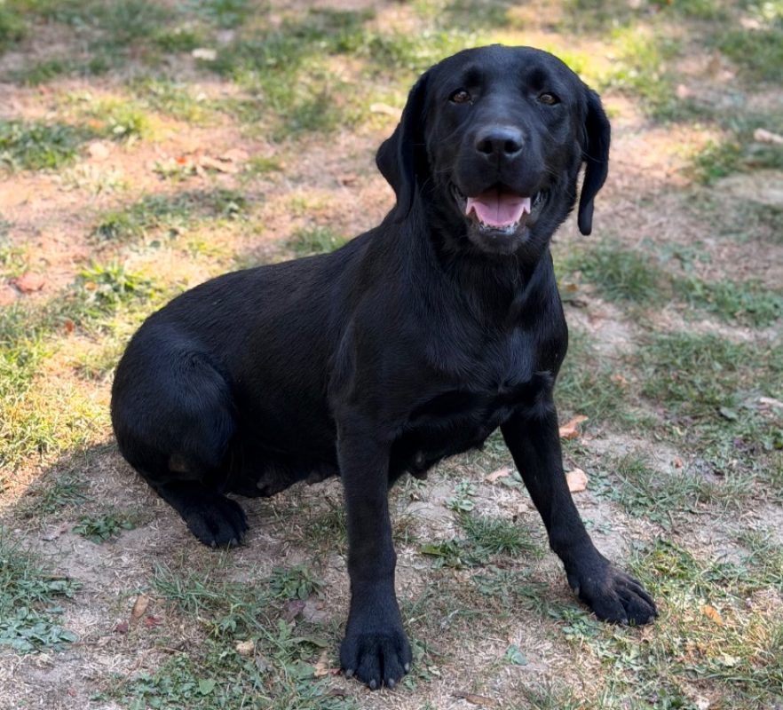 Sira - Chien à adopter