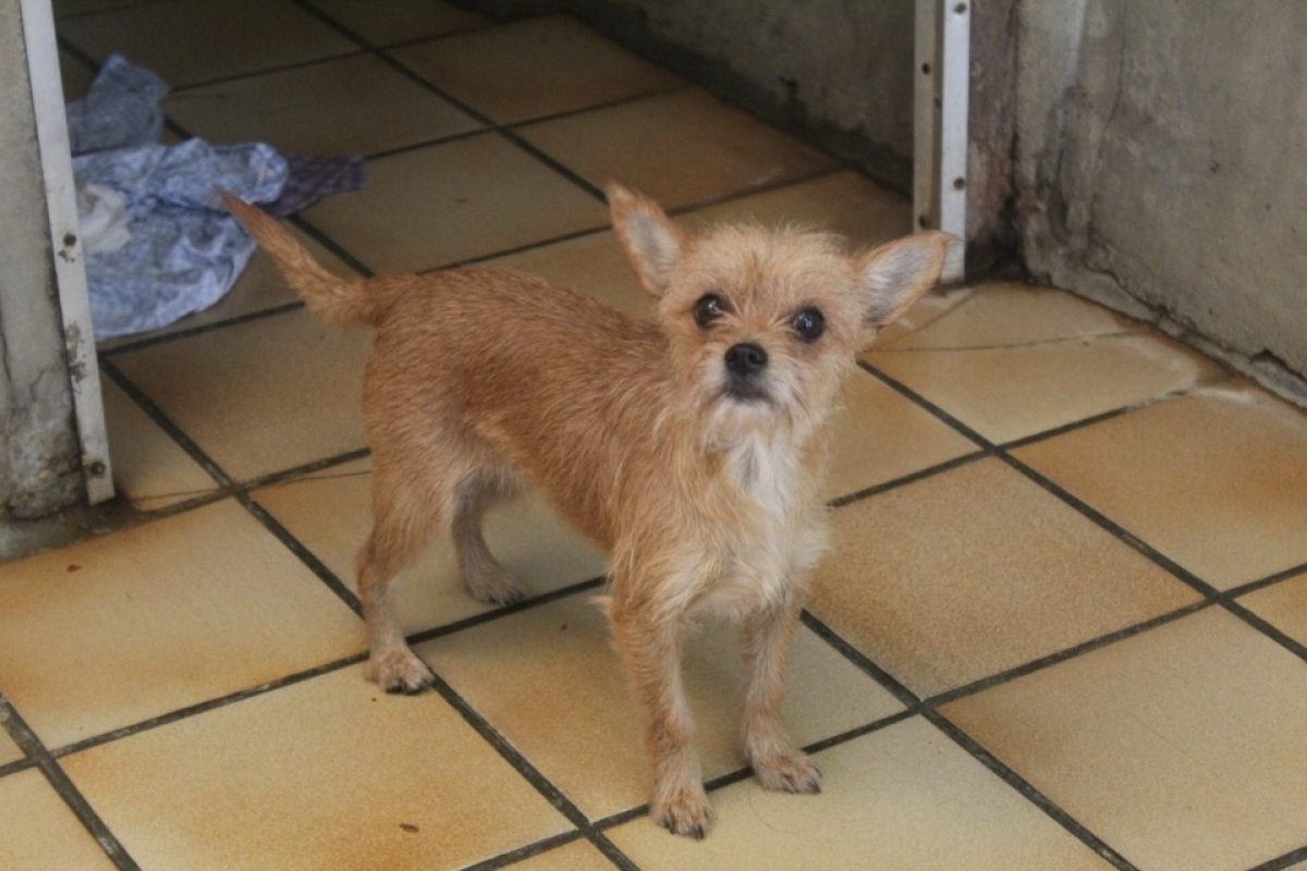 Bazinga - Chien Ratier pragois à adopter