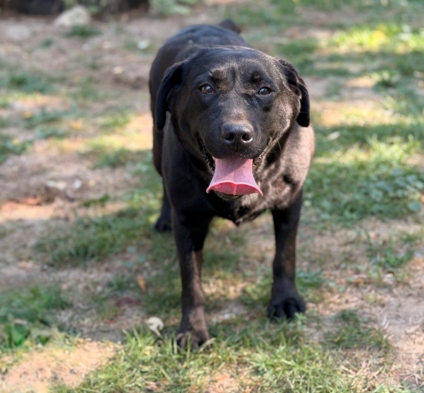 Praia - Chien à adopter