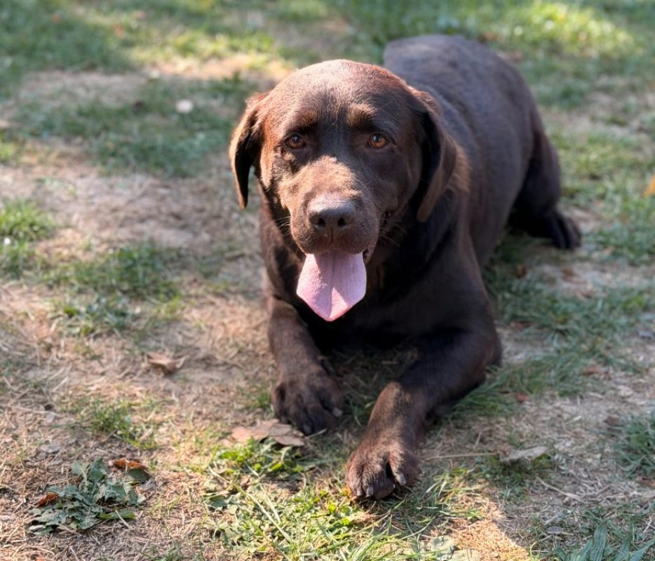 Raya - Chien à adopter
