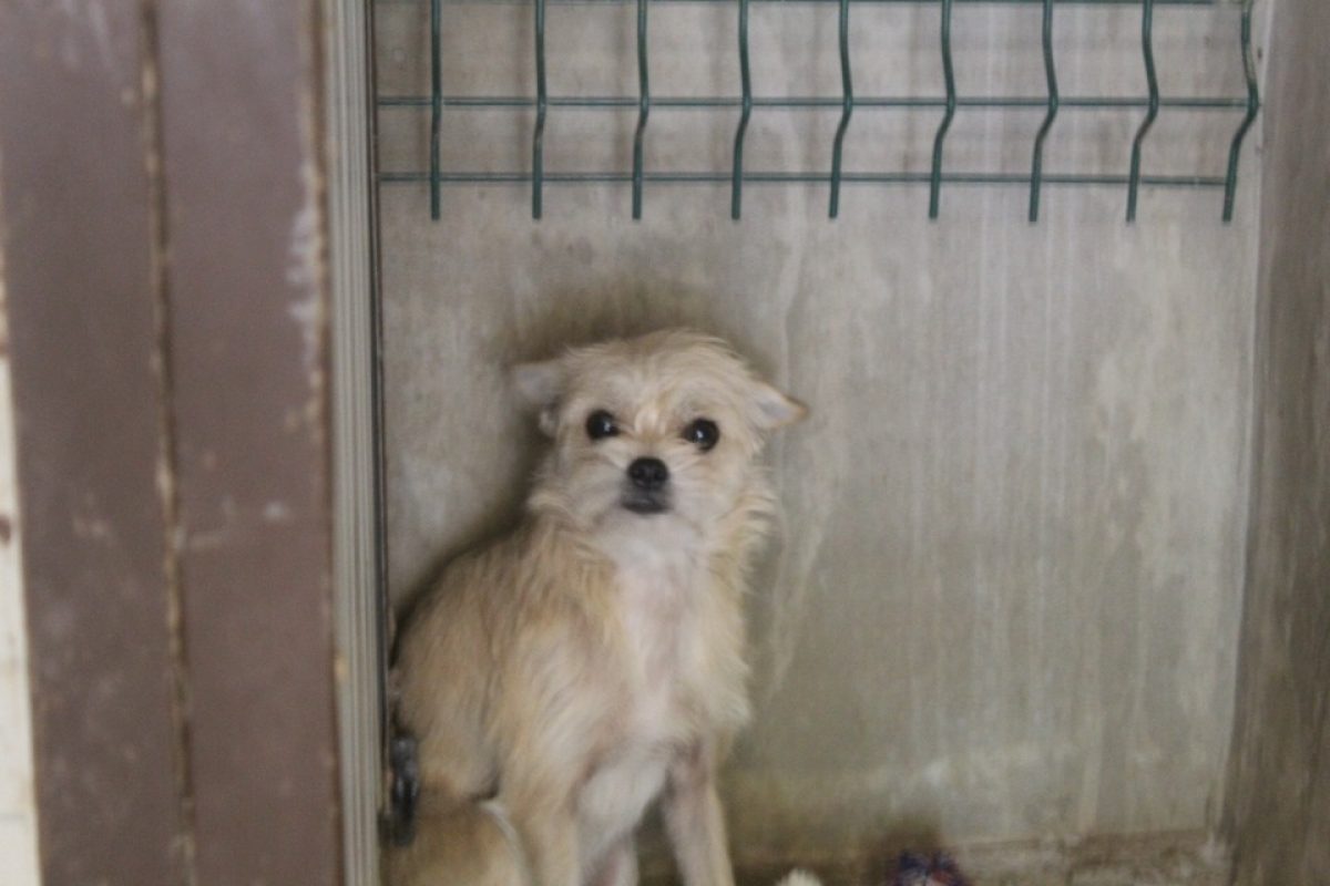Boreal - Chien Ratier pragois à adopter