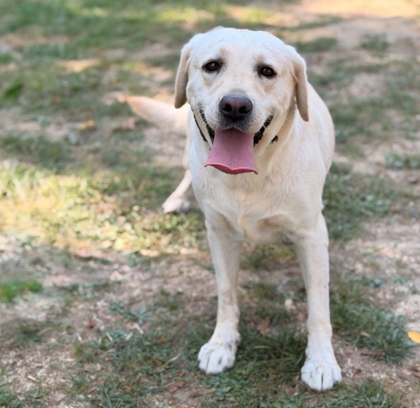 Salome - Chien à adopter