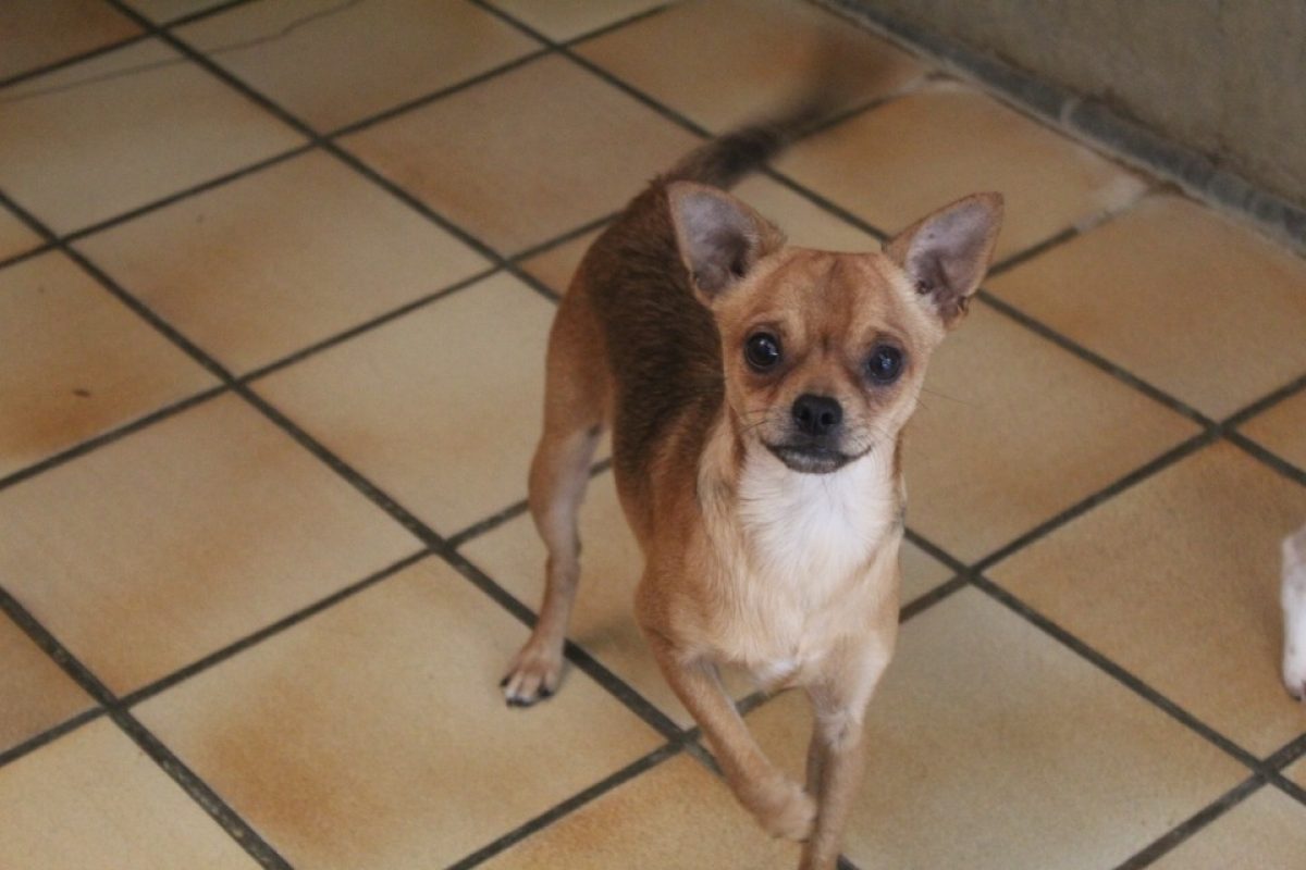 Bowie - Chien Ratier pragois à adopter
