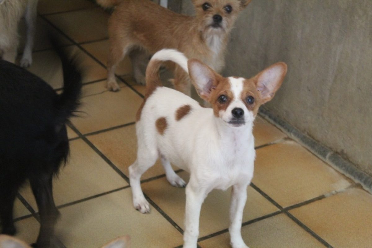 Bamby - Chien Ratier pragois à adopter