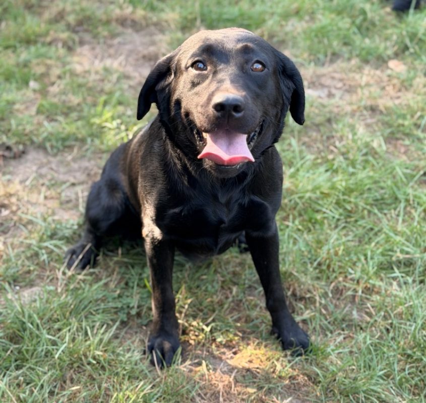 Topaze - Chien à adopter
