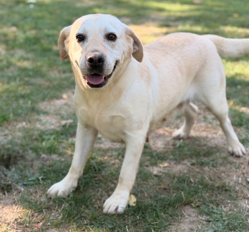 Romy - Chien à adopter