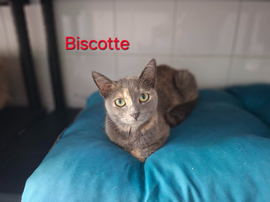 Biscotte - Chat à adopter