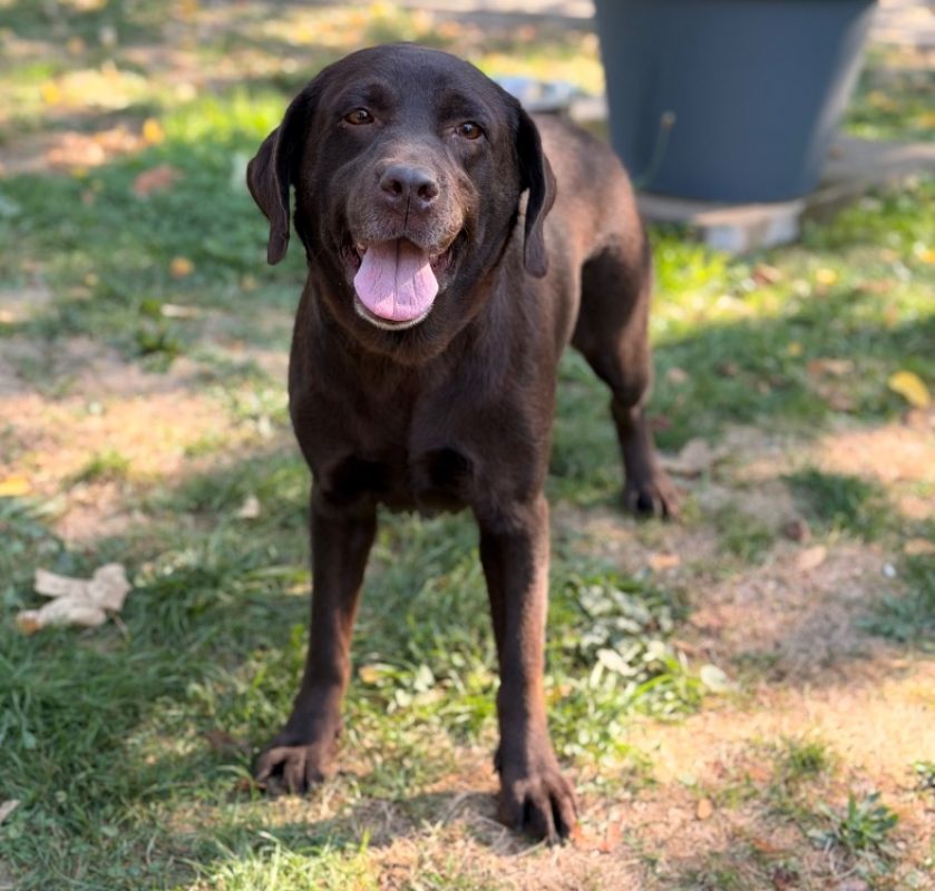 Sibelle - Chien à adopter