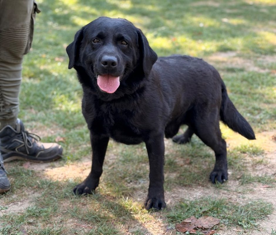 Totos - Chien à adopter