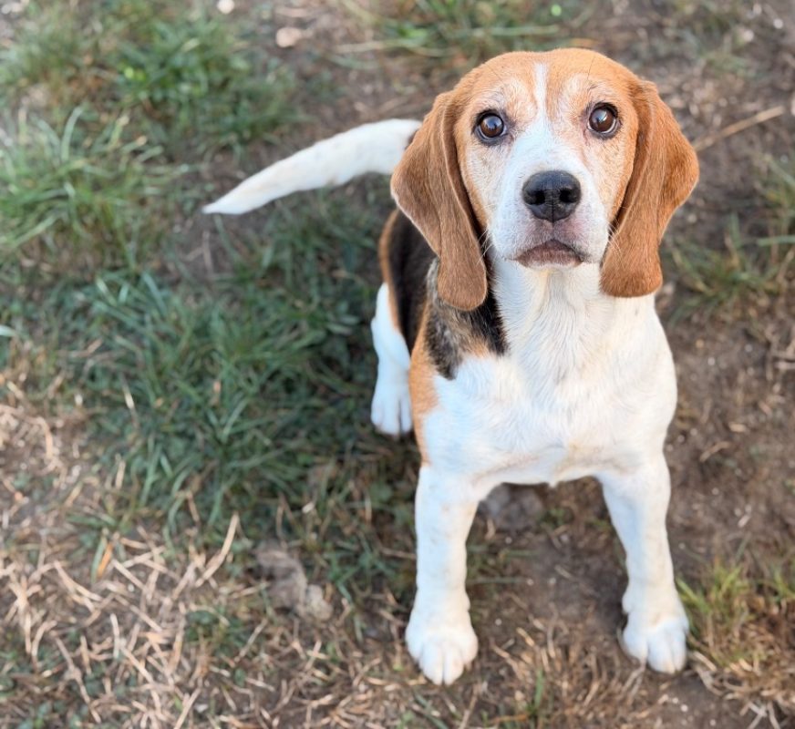 Roxy - Chien Beagle à adopter