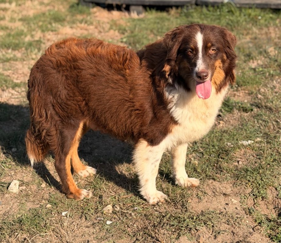 Luciole - Chien à adopter