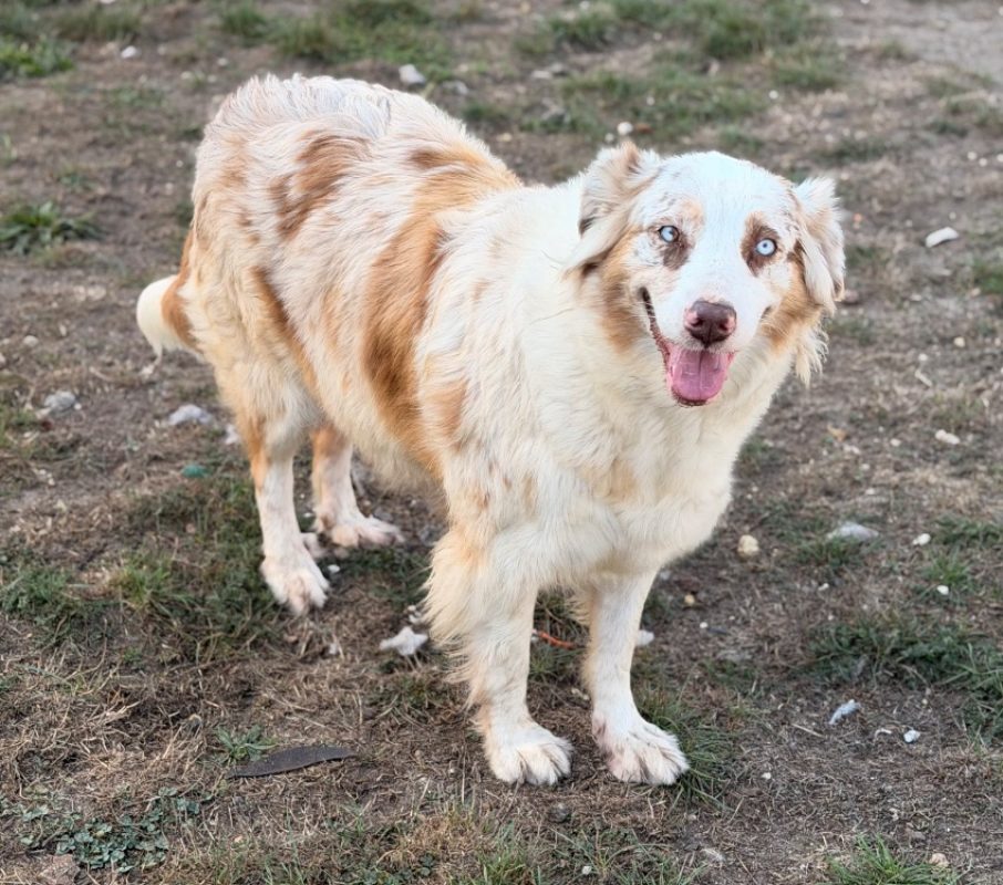 Vanille - Chien à adopter