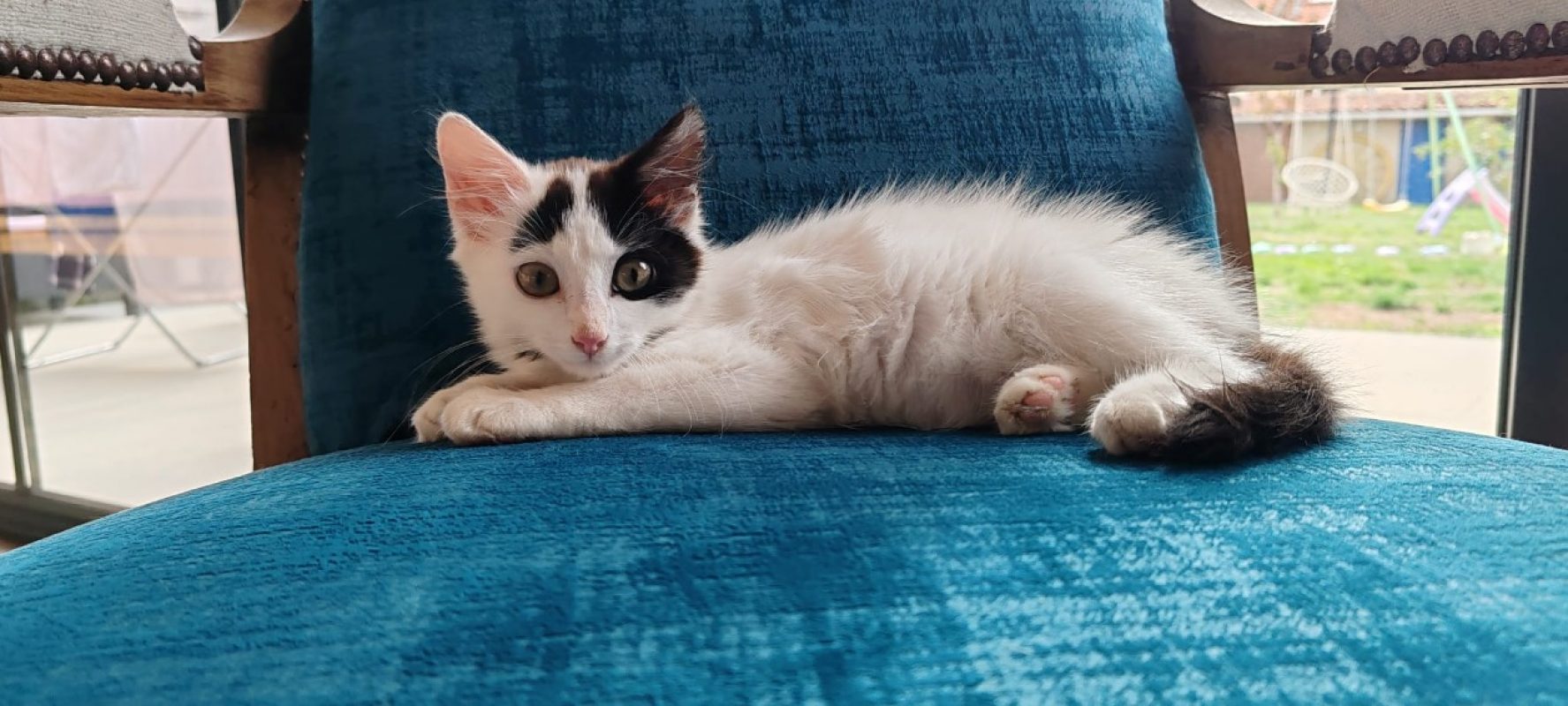 Merlin - Chat Européen à adopter