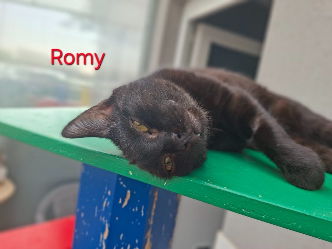 Romy - Chat Européen à adopter