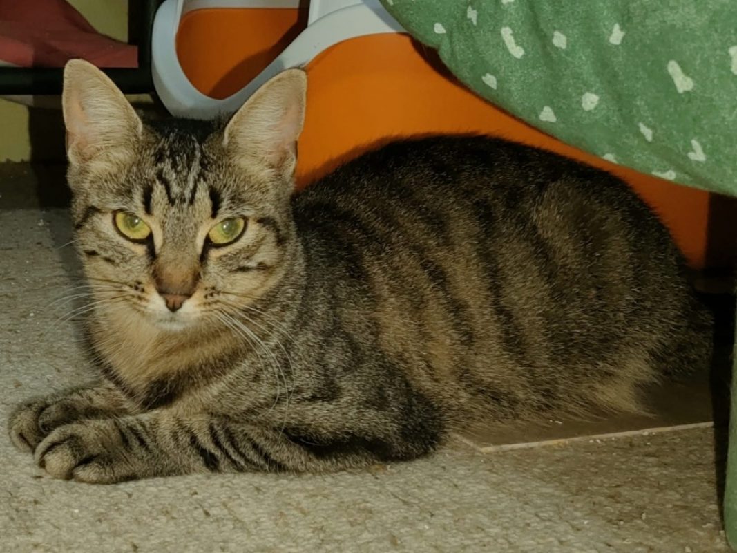 Bala - Chat Européen à adopter