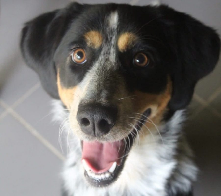 Aline - Chien Border Collie à adopter