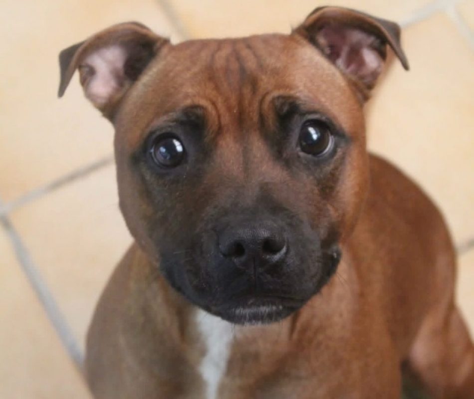 Vany - Chien Staffordshire Bull Terrier à adopter