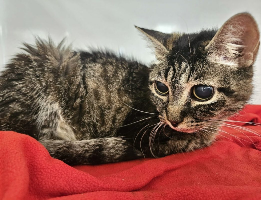 Grisette - Chat Européen à adopter