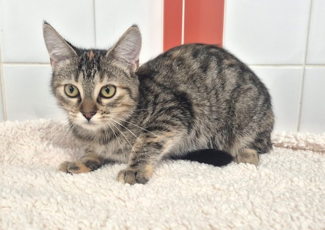 Lucine - Chat Européen à adopter