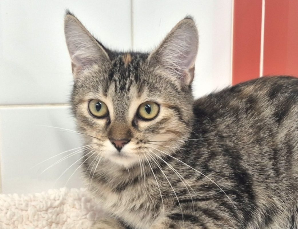 Lucine - Chat Européen à adopter - photo 2
