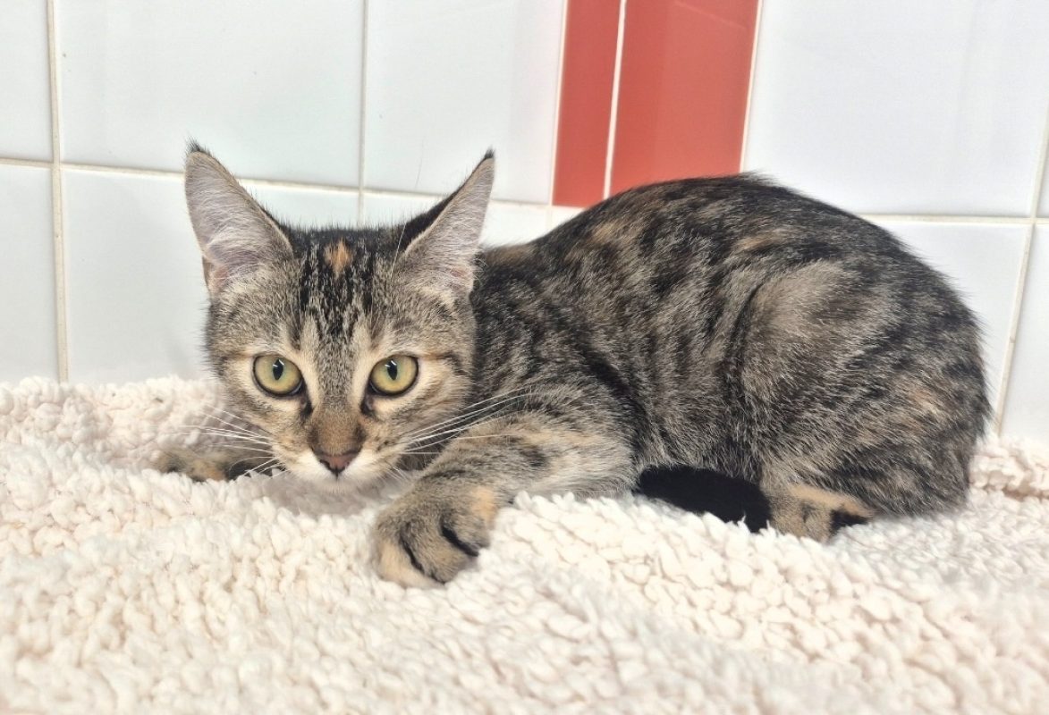 Lucine - Chat Européen à adopter - photo 3