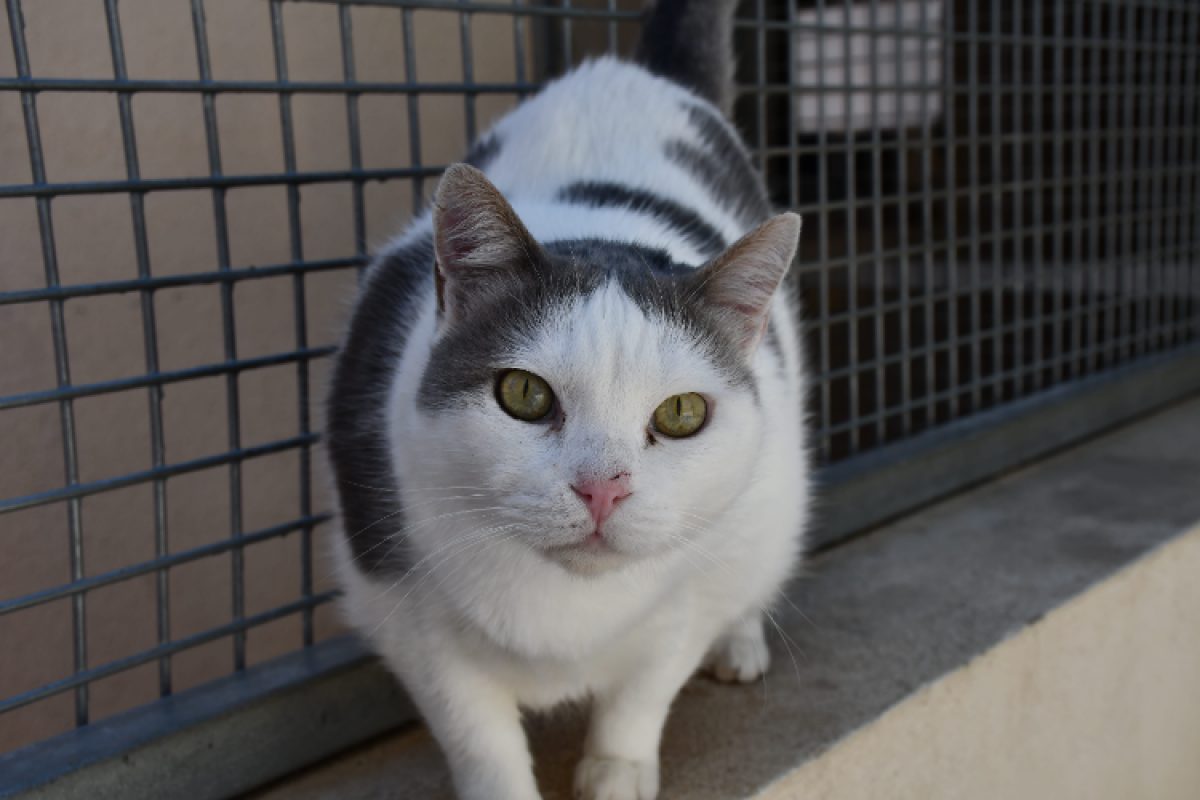 Mouchou - Chat Européen à adopter