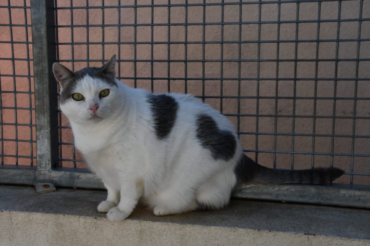 Mouchou - Chat Européen à adopter - photo 2