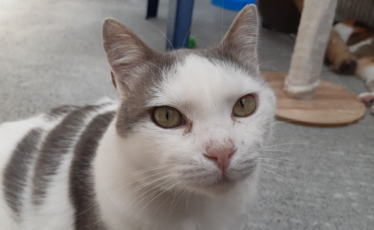 Mouchou - Chat Européen à adopter - photo 3