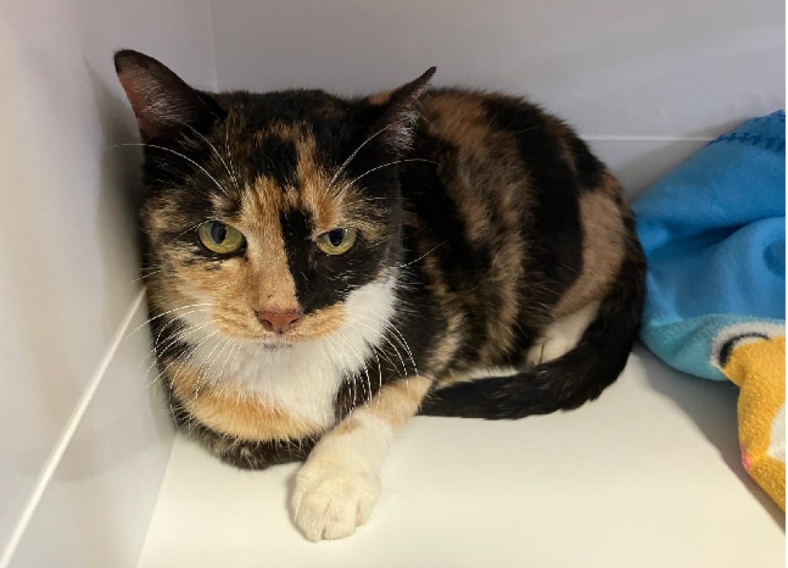 Canelle - Chat Européen à adopter