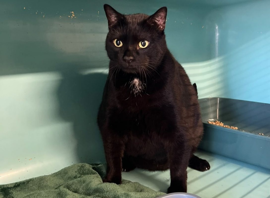 Togo - Chat Européen à adopter