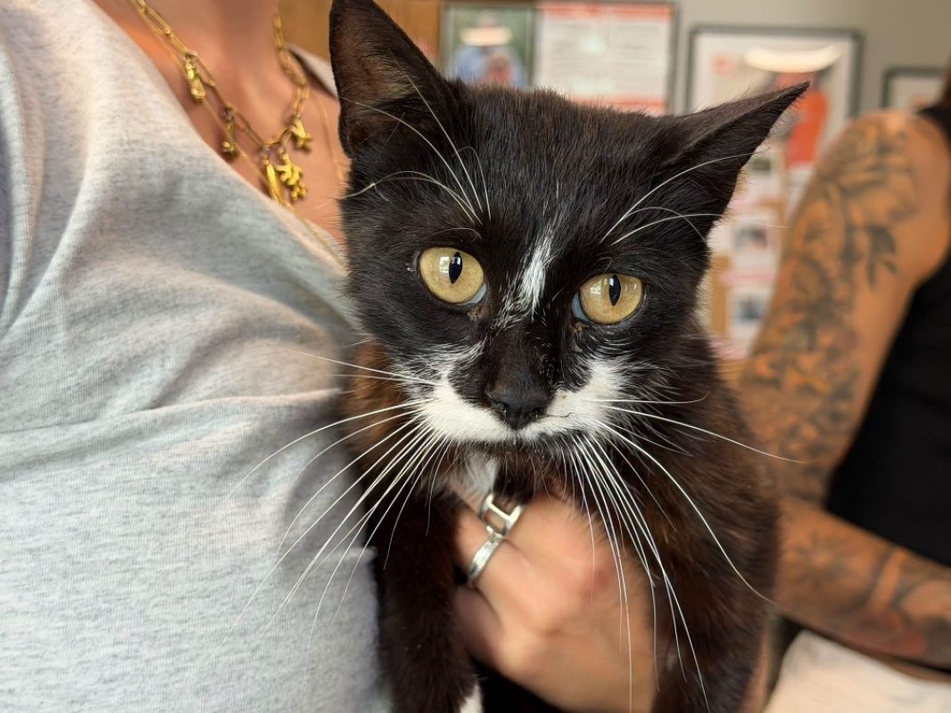 Nova - Chat Européen à adopter