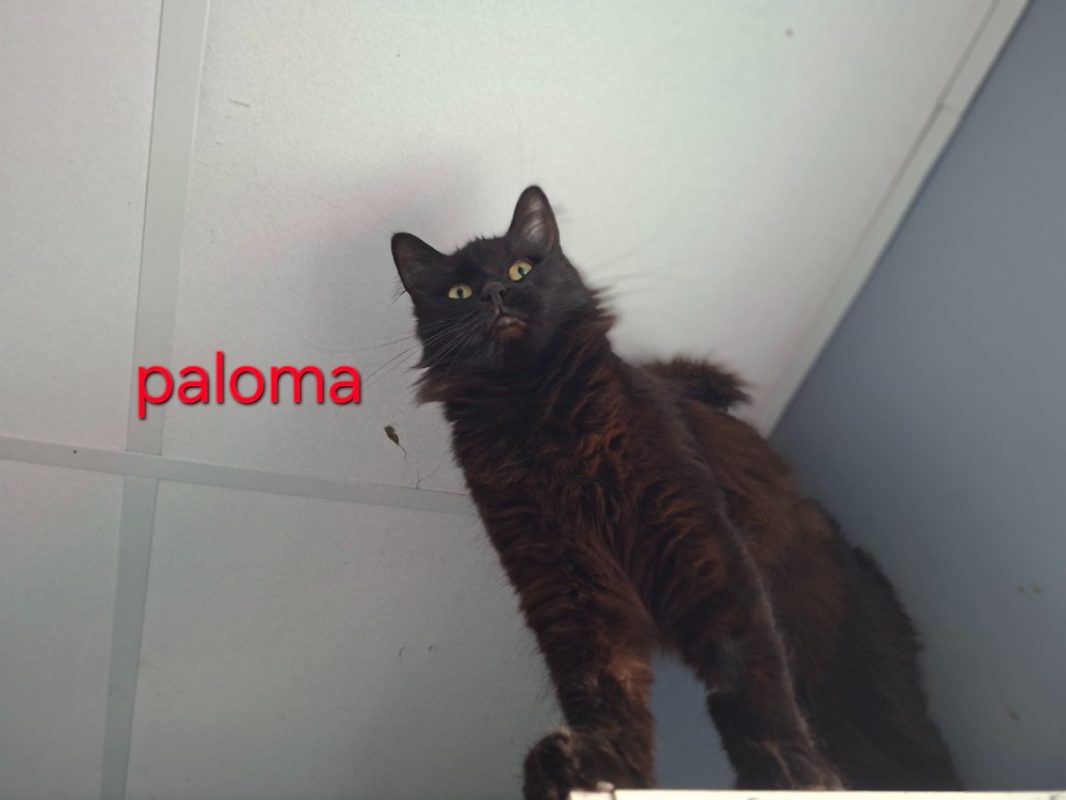 Paloma - Chat Européen à adopter