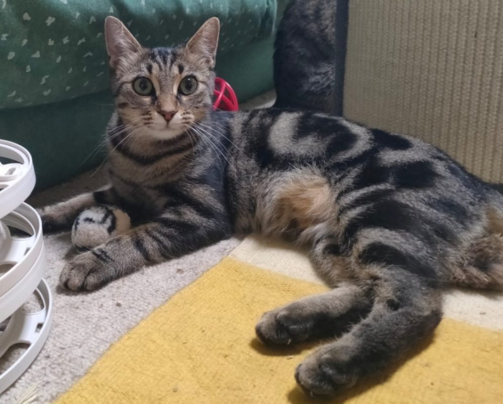 Yara - Chat Européen à adopter
