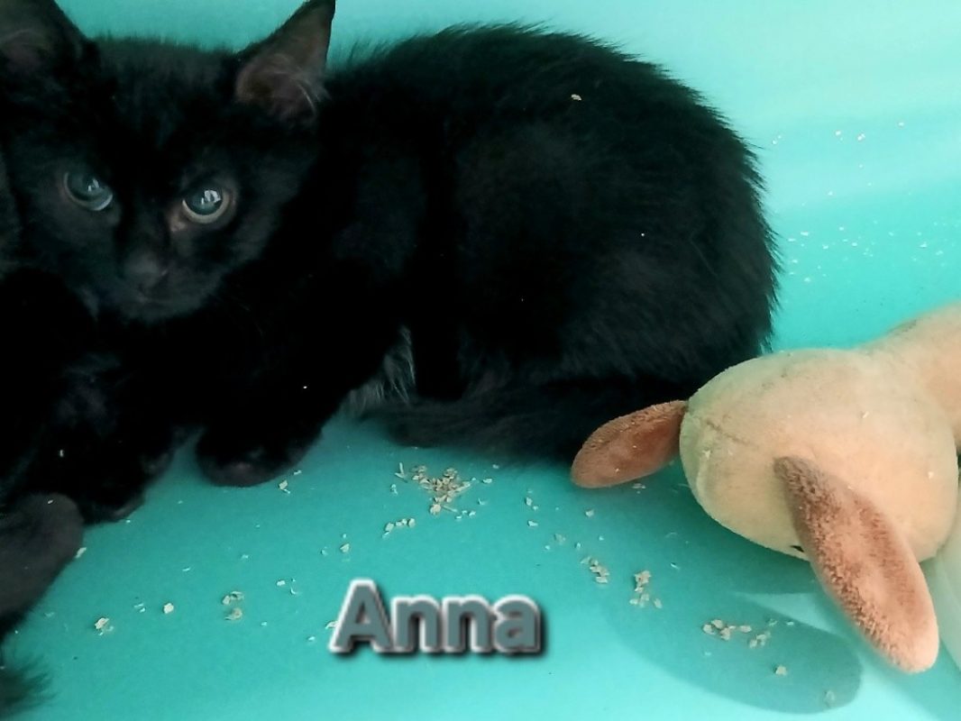Anna - Chat Européen à adopter
