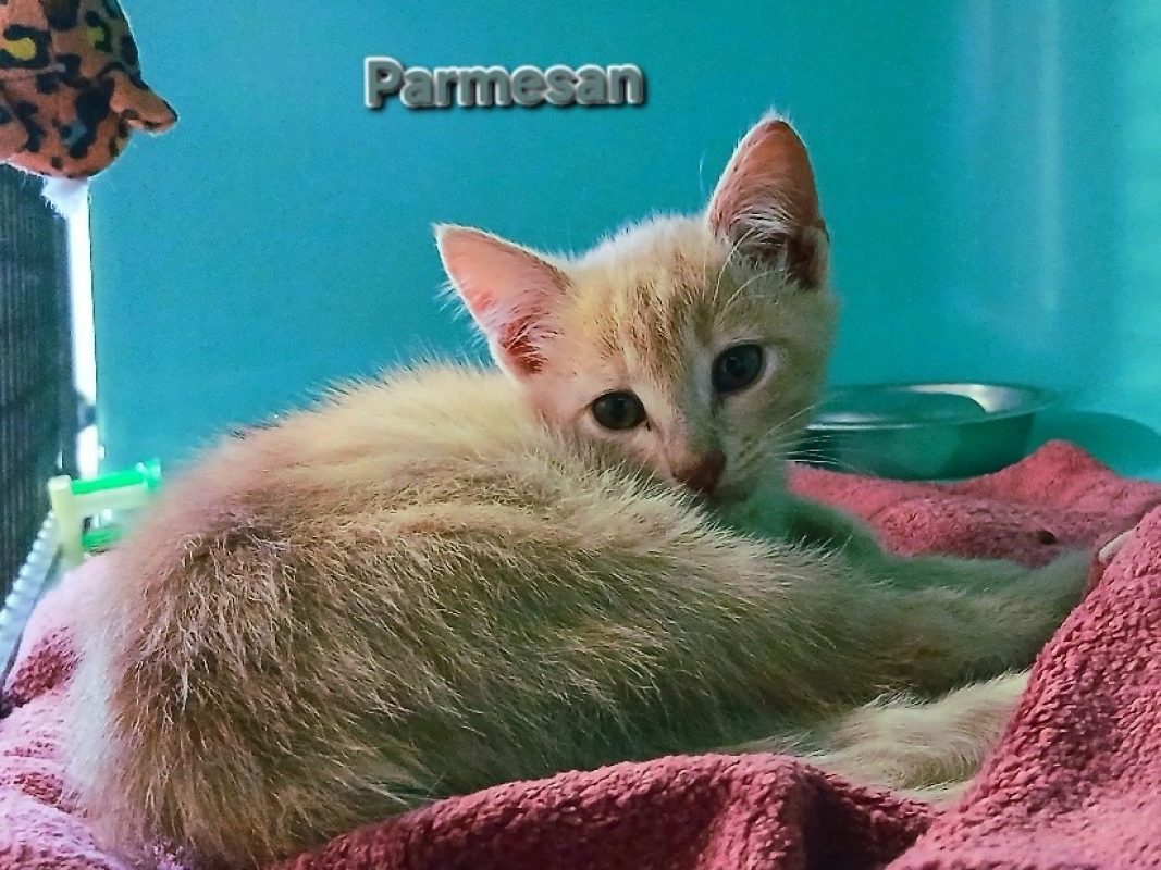 Parmesan - Chat Européen à adopter