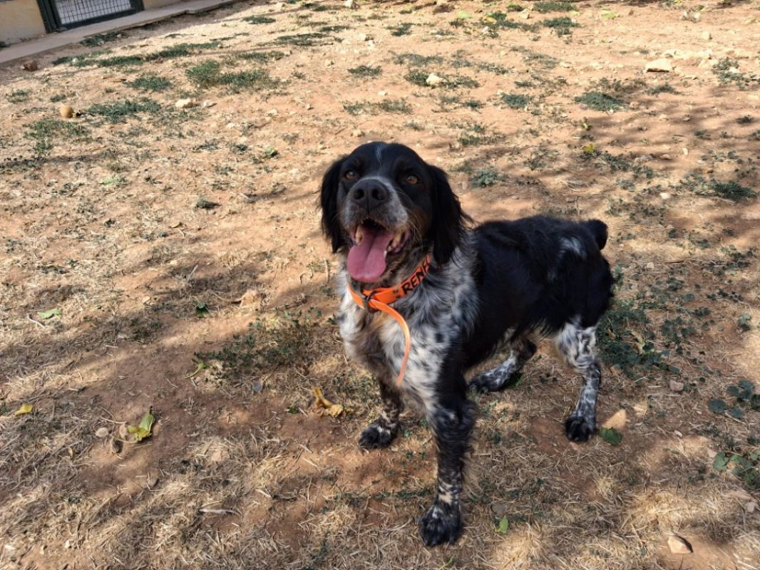 Renfort - Chien Epagneul Breton à adopter