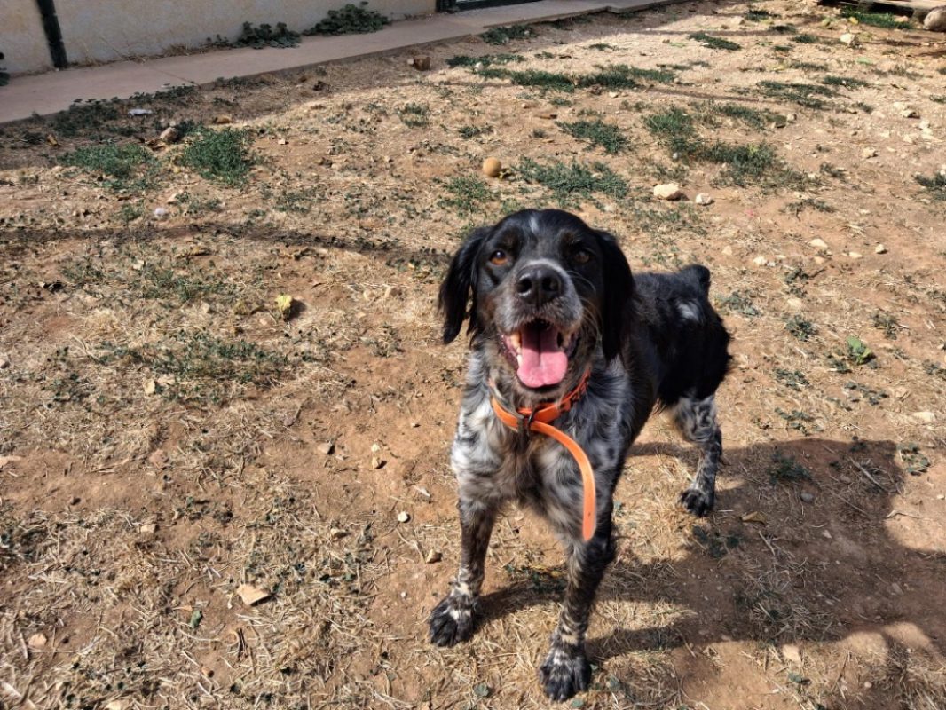 Renfort - Chien Epagneul Breton à adopter - photo 3