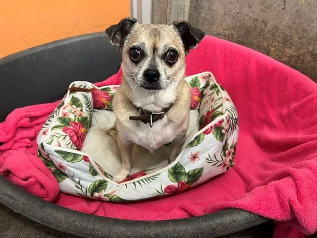 Simon - Chien Chihuahua à adopter