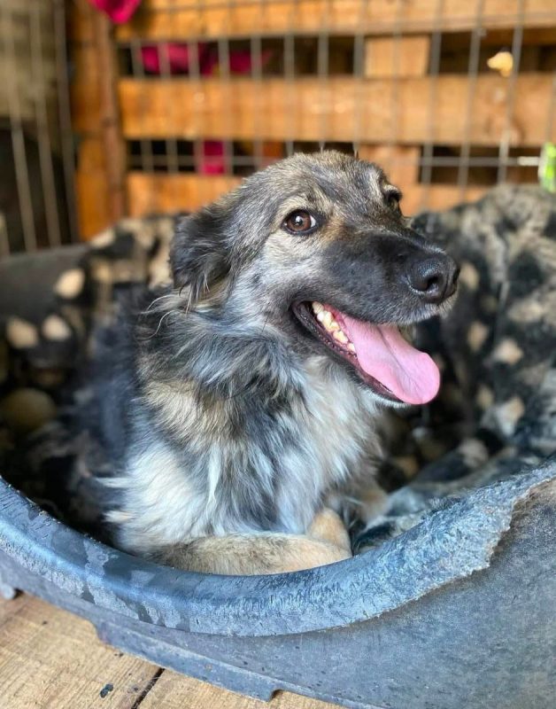 NORA - Chien Croisé à adopter - photo 6