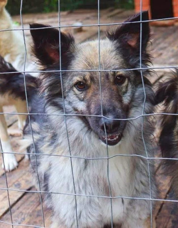 NORA - Chien Croisé à adopter