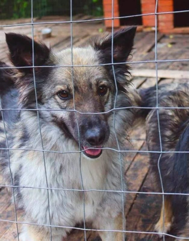 NORA - Chien Croisé à adopter - photo 2