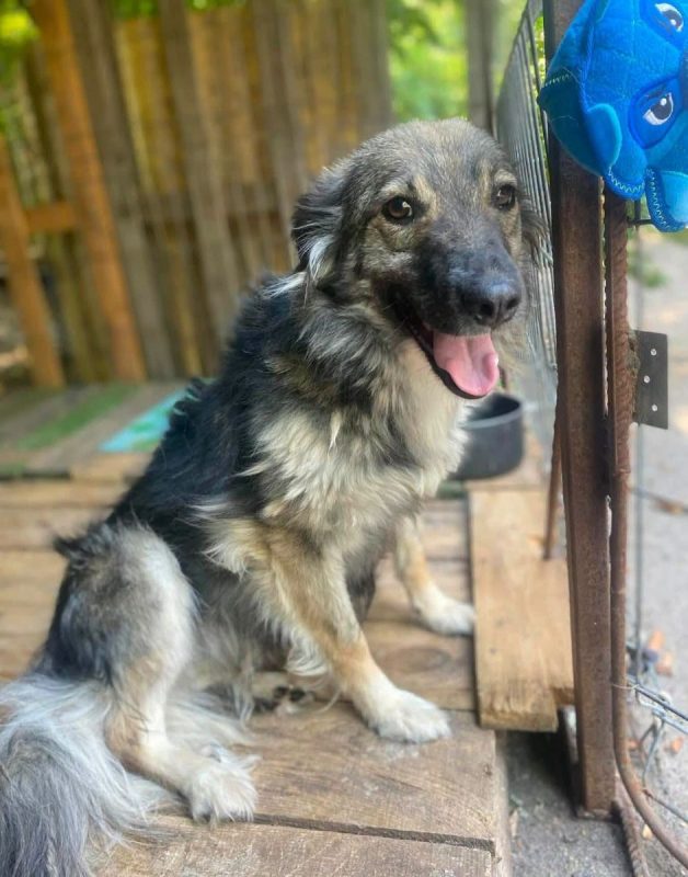 NORA - Chien Croisé à adopter - photo 5