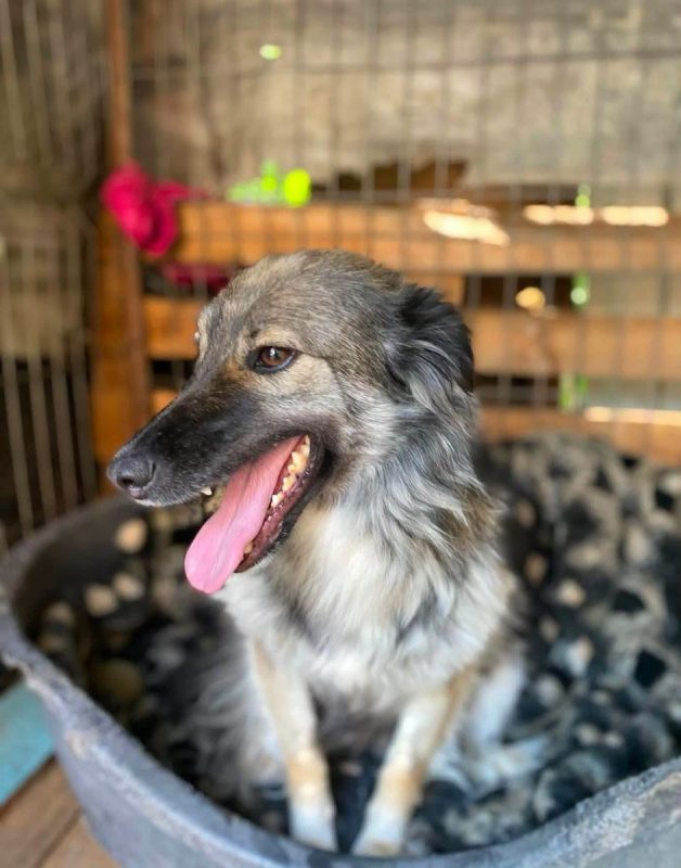 NORA - Chien Croisé à adopter - photo 3