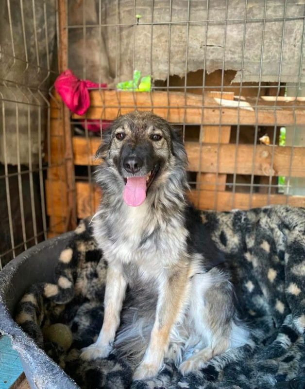 NORA - Chien Croisé à adopter - photo 4