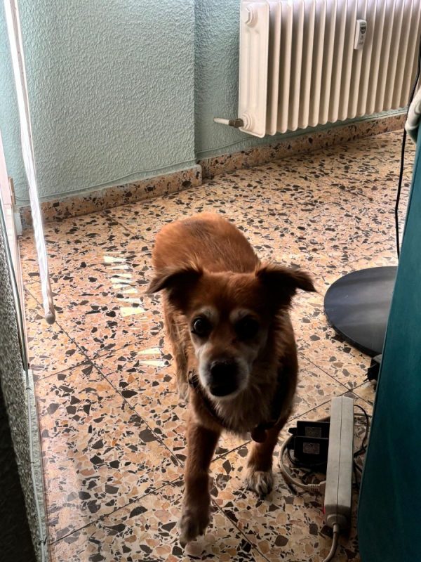 Linda - Chien à adopter - photo 2