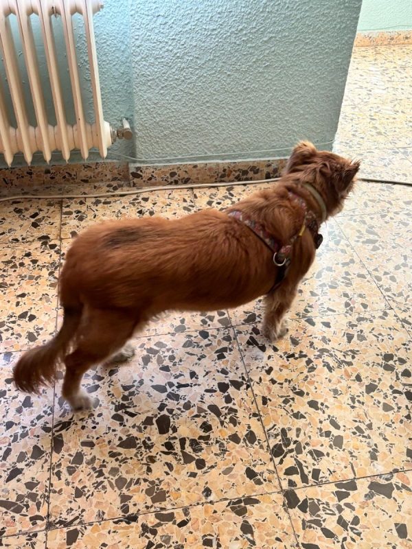 Linda - Chien à adopter - photo 3