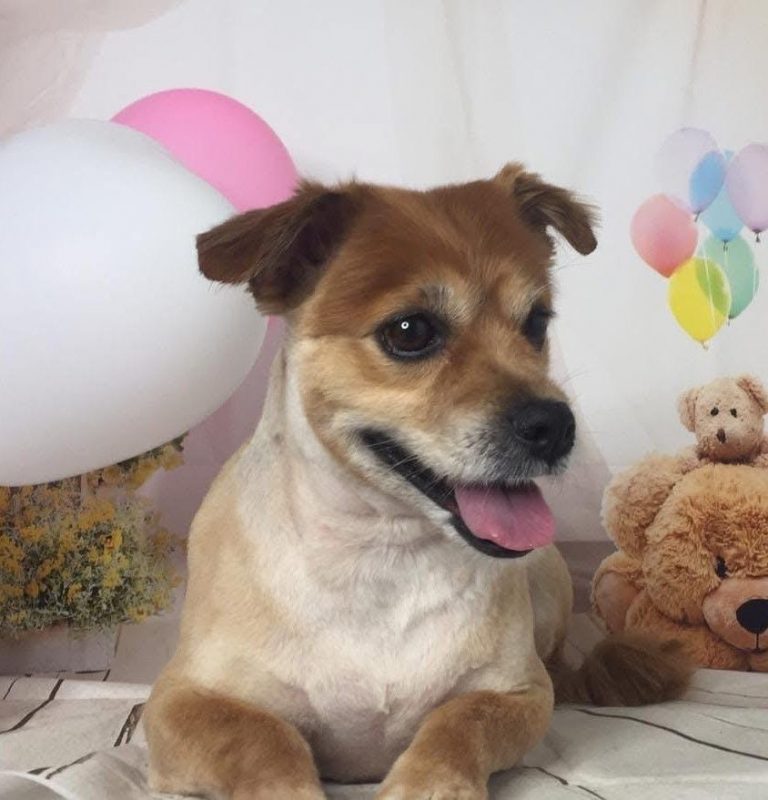 Linda - Chien à adopter