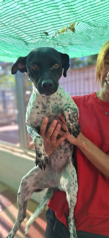 Oréa - Chien Pointer Anglais à adopter - photo 3